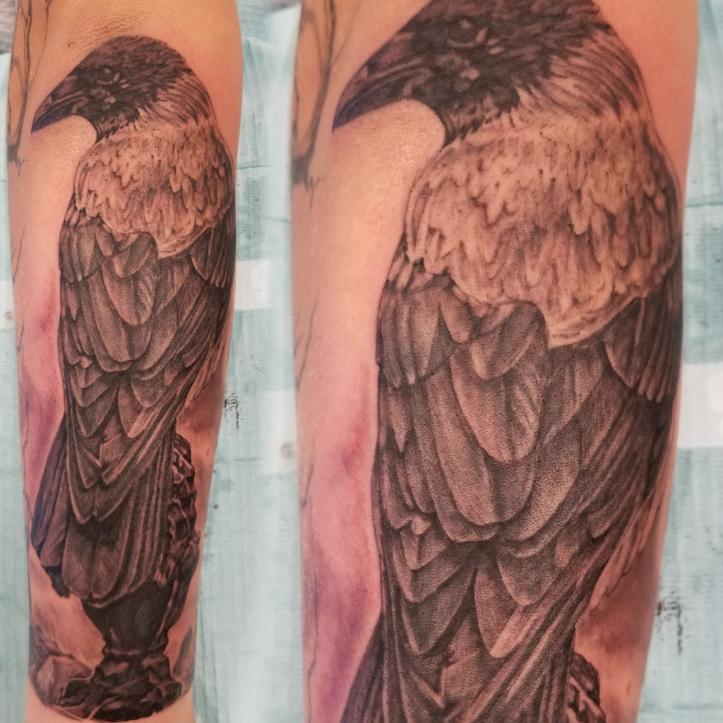 Highly detailed realistic black and grey tattoo of a piebald, two color crow on a woman's forearm.