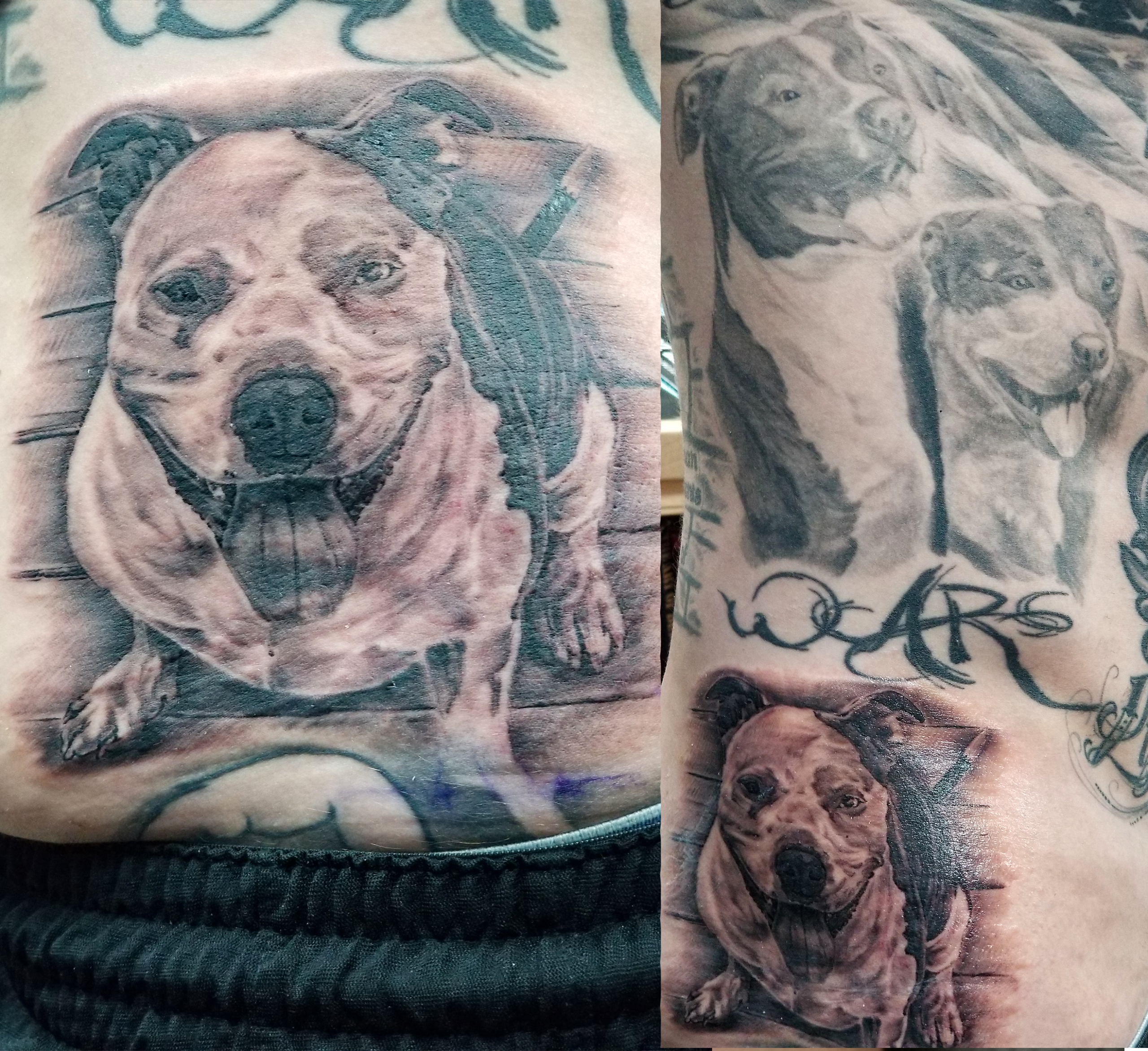 Two healed portraits of his old dogs, healed around 4 years. Newest pitbull portrait below and in detailed enlargement.
